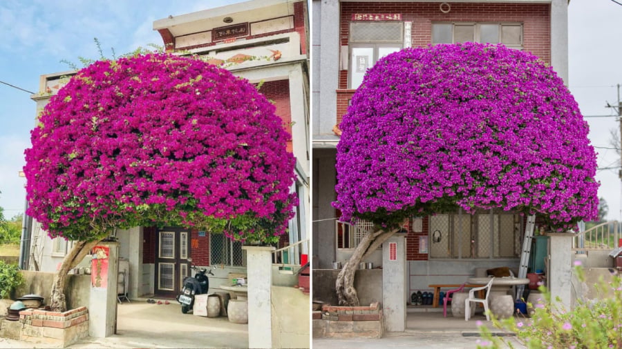 Để hoa giấy tổ bông đúng dịp Tết, bạn cần áp dụng một số biện pháp đặc biệt.