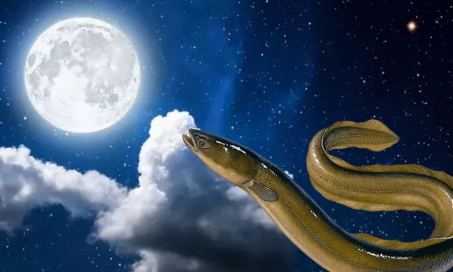 Nghèo cũng đừng ăn lươn trông trăng
