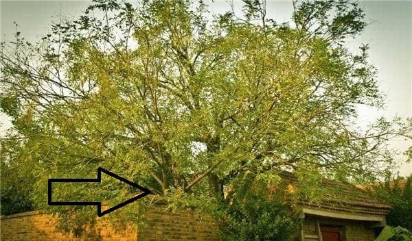 Loại cây thứ hai mà người xưa tránh chặt là cây du, với lá cây du còn được gọi là 
