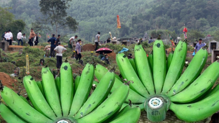 Chuối thường gặp trong thờ cúng 