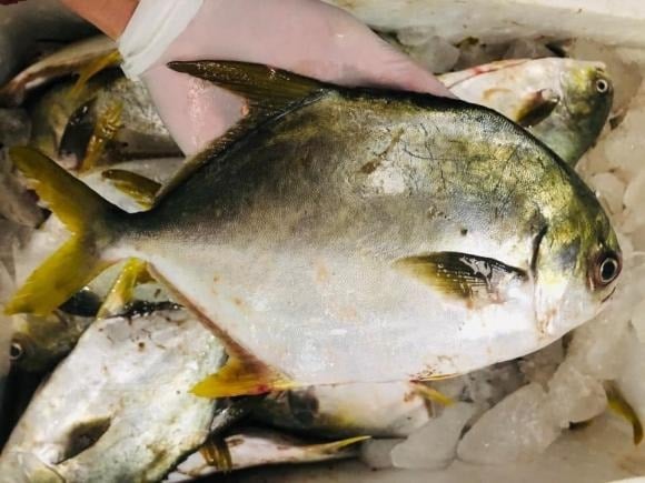 Cá chim, đặc biệt là cá chim trắng, có hương vị thơm ngon và rất giàu dinh dưỡng. 