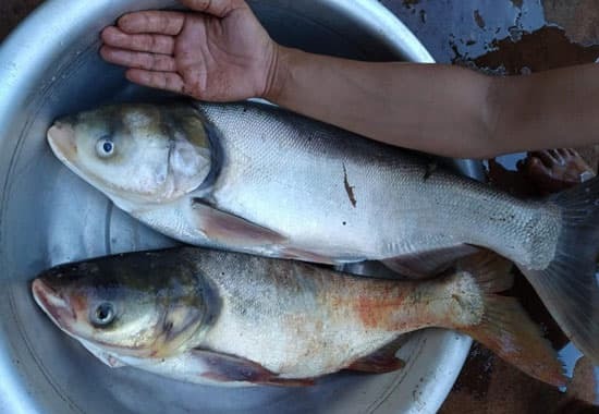 Cá mè hoa là một loại cá dân dã, giá rẻ nhưng lại rất giàu dinh dưỡng.