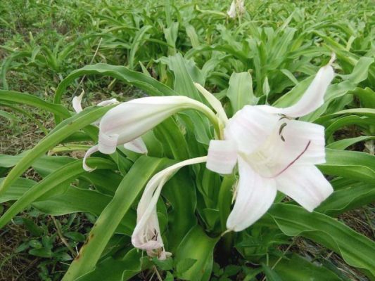 Hiện tại, giá củ trinh nữ hoàng cung đã tăng lên đáng kể, từ 5.000-6.000 đồng/củ