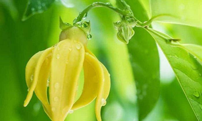 Loài hoa này có tên gọi biểu trưng cho sự dữ dội, với hình dáng cánh hoa giống những chiếc móng rồng