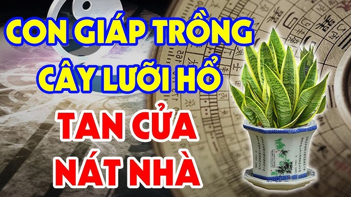 Cây lưỡi hổ là một loại cây phong thủy mạnh mẽ, nhưng không phải ai cũng hợp để trồng. 