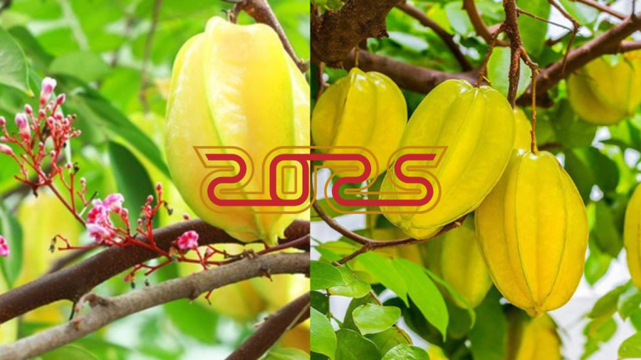 Trồng cây khế rất thích hợp cho phong thủy năm 2025