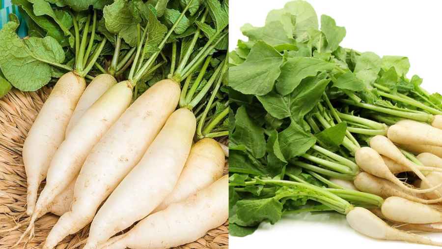Củ cải được gọi là nhân sâm trắng