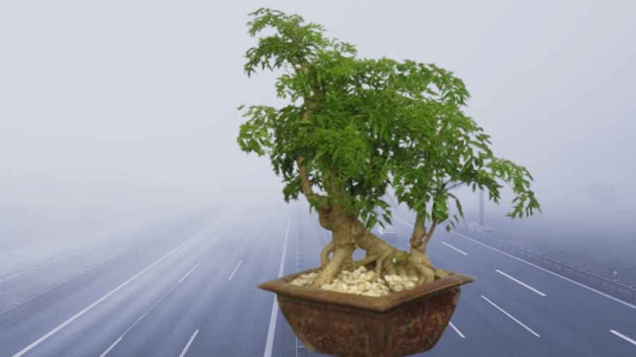 Cây đinh lăng vừa làm cảnh vừa làm thuốc