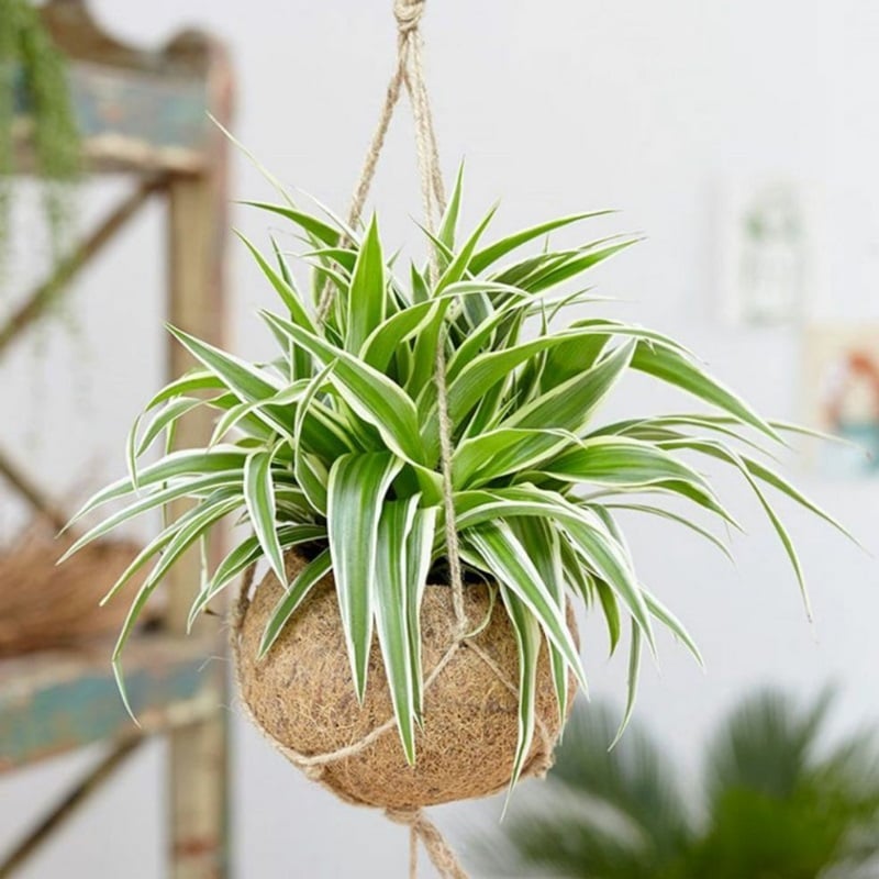 Khi bố trí cây lan chi, bạn nên đặt nó ở vị trí mang lại tài lộc, giúp tăng cường khả năng thu hút vận may cho Shbet111 slot, casino, thể thao, xổ số