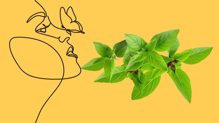 Húng quế gội đầu trị gàu