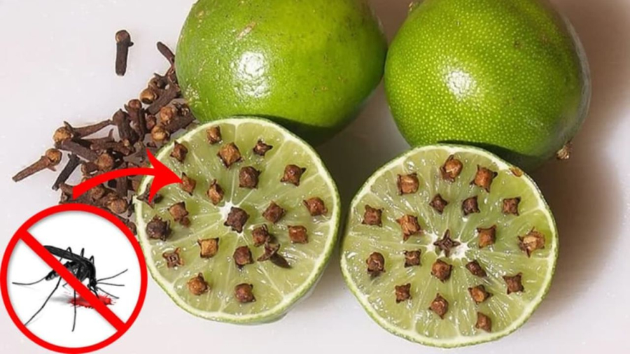 Bạn có thể cắm nụ đinh hương khô lên chanh rồi để trong nhà. Đây là một cách đuổi muỗi an toàn và hiệu quả.