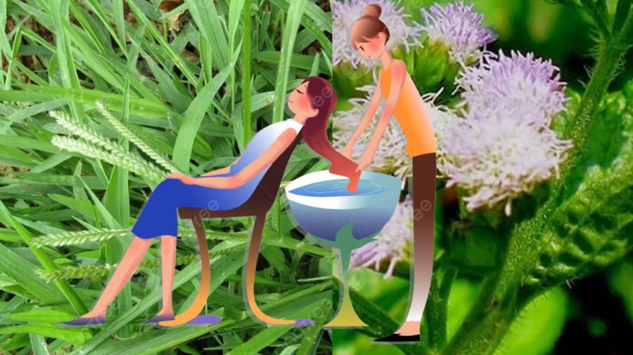 Cỏ mần trầu gội đầu rất tốt