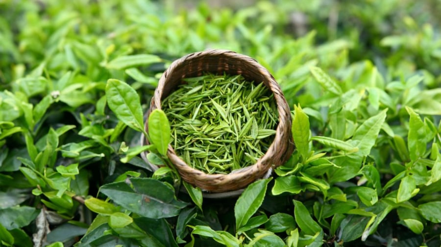 Trà xanh gội đầu giúp sạch da mượt tóc