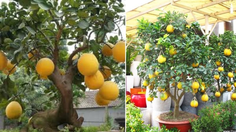 Cây bưởi cảnh