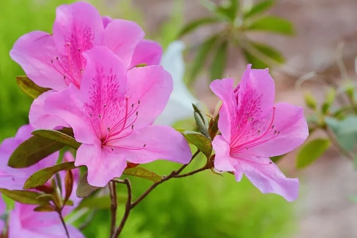 Không chỉ được dùng để làm đẹp cho không gian sống và thu hút vận may, hoa đỗ quyên còn mang lại nhiều lợi ích trong y học