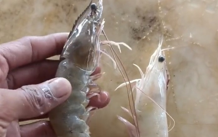 Còn con tôm có màu sáng hơn chính là tôm tự nhiên.