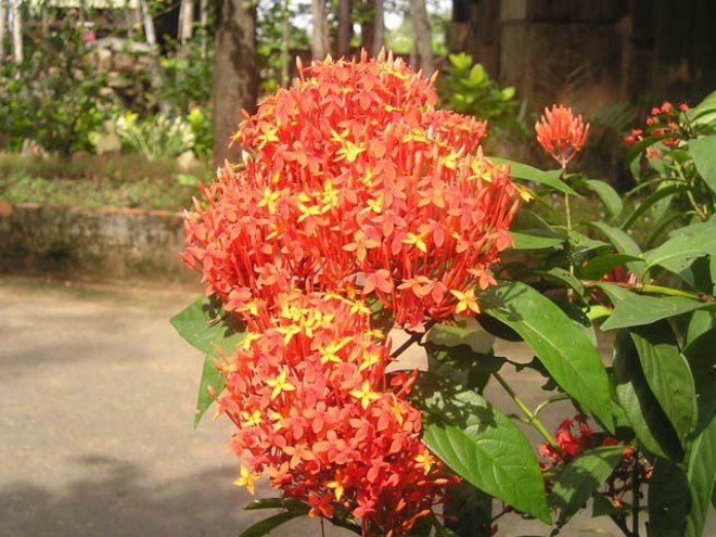 Hoa của nó duyên dáng, đẹp và thơm, quý phái và thanh lịch, và độc đáo. Theo người xưa, hoa mẫu đơn to, đẹp, nở đẹp hoàn hảo nên còn hàm ý sự giàu sang, hoàn hảo.    