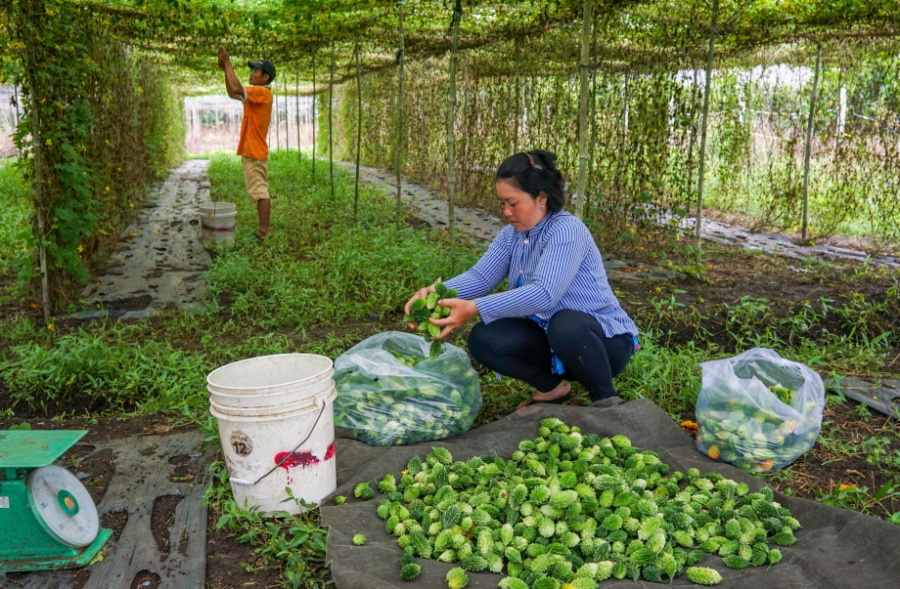 Mướp đắng rừng được trồng từ hạt giống, với giàn cao 2m do anh Danh thiết kế để cây leo bám