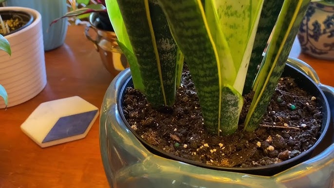 Chú ý đến vị trí trồng cây lưỡi hổ