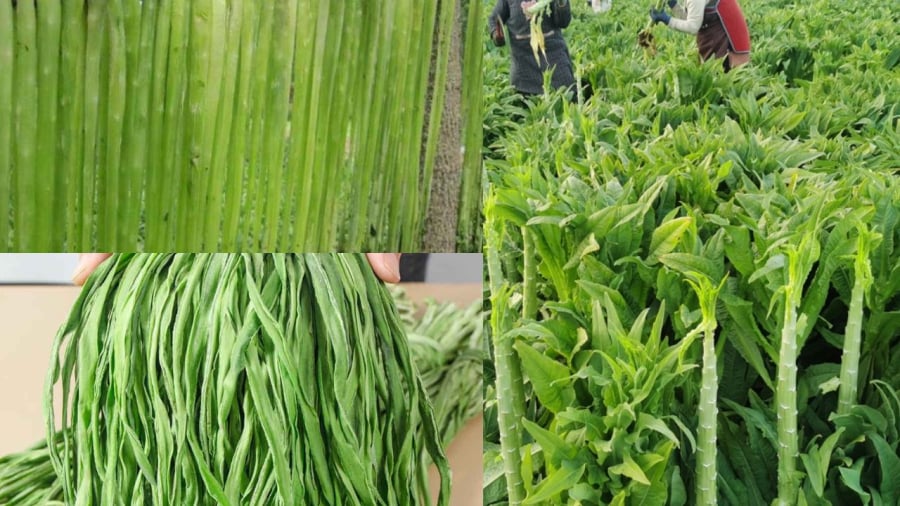 Giá rau khô dao động 300-450.000 đồng một cân