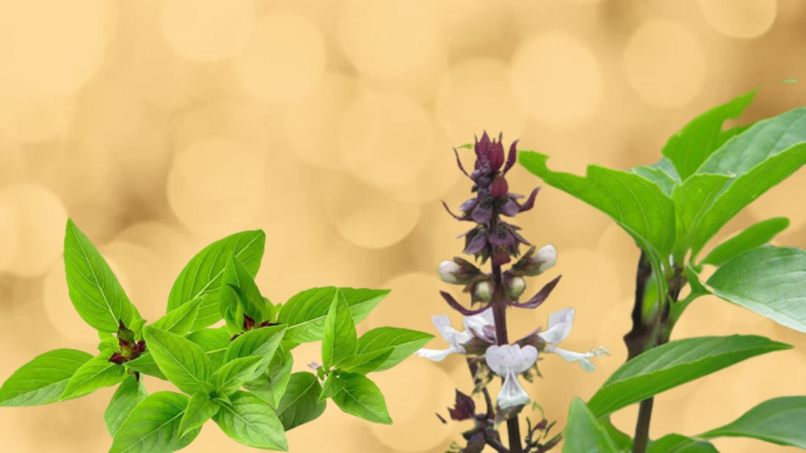 Húng quế vừa là rau thơm vừa là thảo mộc gội đầu sạch gàu
