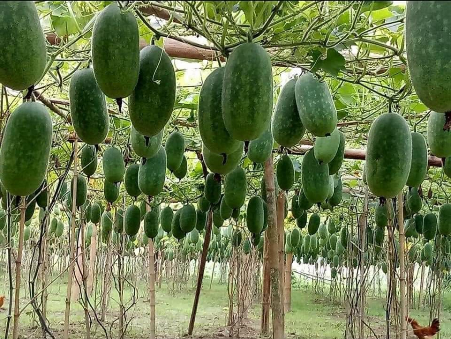 Với giá bán ổn định từ 10.000 đến 15.000 đồng/kg, nông dân có thể đạt lợi nhuận lên đến 90 triệu đồng/ha