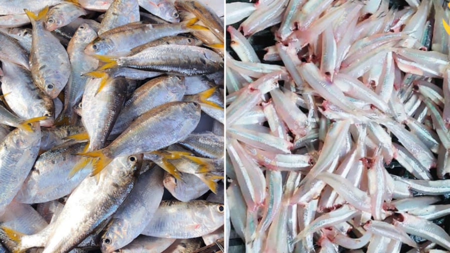 Cá mòi, cá cơm là những loại cá nhỏ nhưng hàm lượng dinh dưỡng cao, đặc biệt giàu omega-3.