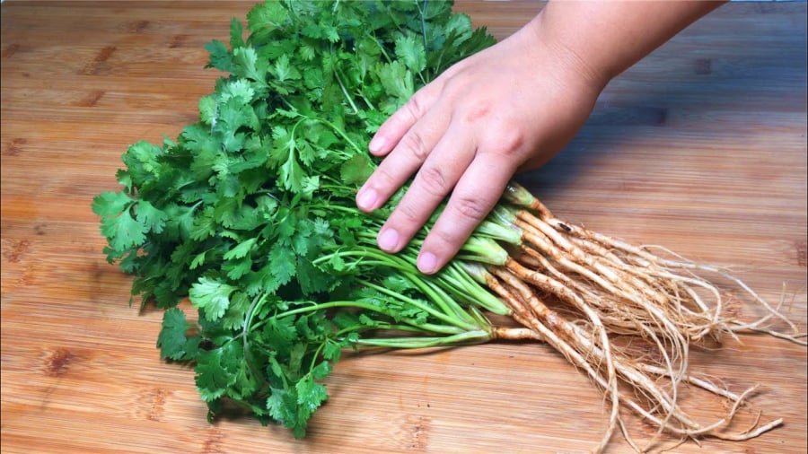 Bạn có thể bảo quản rau mùi bằng nhiều cách khác nhau.