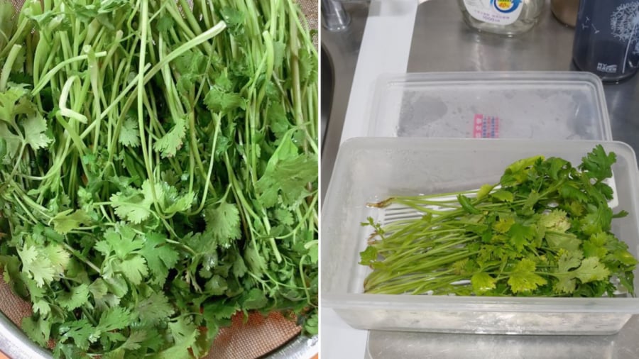 Cấp đông là cách bảo quản rau mùi trong thời gian dài.