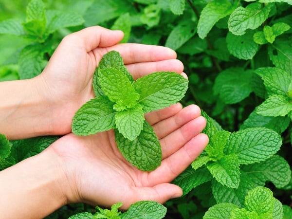 5 loại lá thảo dược là “khắc tinh”của gan nhiễm mỡ, Sh88bet đăng ký miễn phí khoẻ lên mỗi ngày