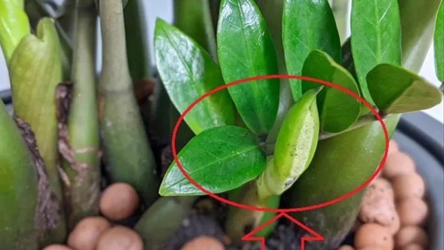 Cây Kim Tiền ra chồi báo phúc lộc đến gần, làm cách này chồi non tua tủa đúng Tết