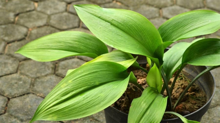 Trồng cây tỏi rừng không cần phải chăm sóc nhiều
