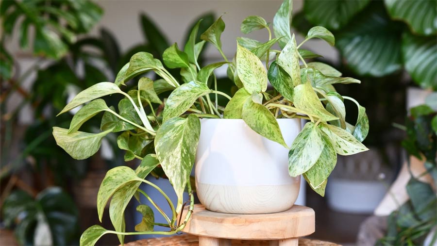 Cây trầu bà có rất nhiều kiểu dáng và màu sắc. Đây là một loại cây dễ trồng và khó chết.