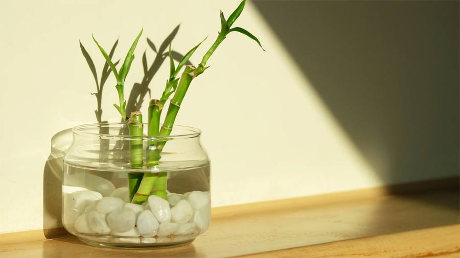 Trồng tre gần như không phải chăm