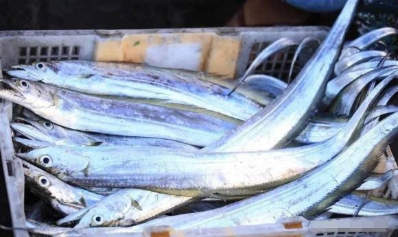 Cá thu, hay cá thu Tây Ban Nha, là loài cá ưa ấm, thường sống bằng việc ăn các loài cá nhỏ ở tầng nước trên.
