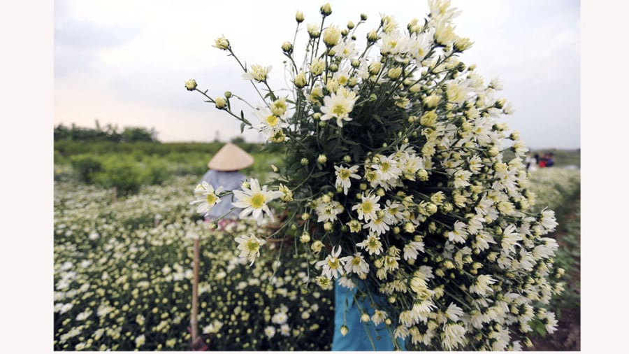 Hoa cúc họa mi