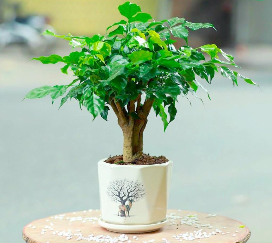 Cây Hạnh Phúc là loài cây mang đến ý nghĩa cho sự gắn kết, hạnh phúc, vui vẻ, giúp Shbet111 slot, casino, thể thao, xổ số
