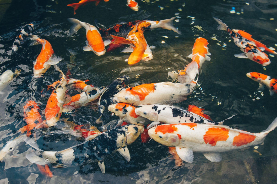 Cá koi mang theo ý nghĩa tâm linh, giúp gia chủ cầu chúc những điều tốt đẹp.