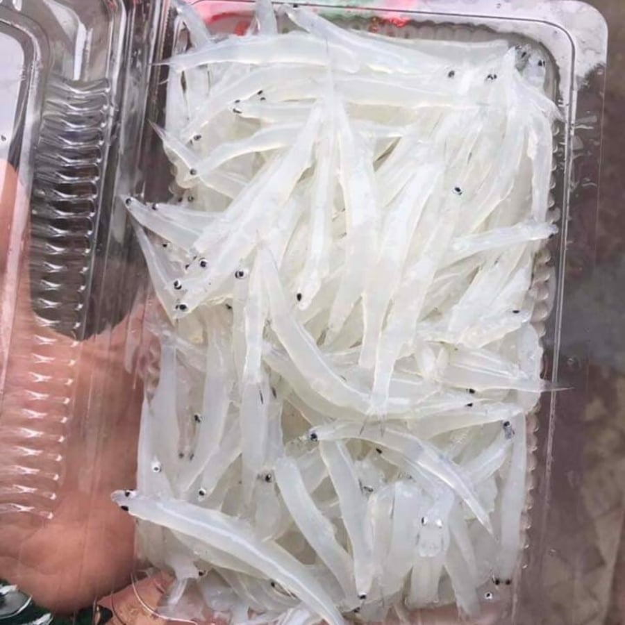 Cá ngần là loại cá có màu trắng trong, không xương và ruột bé.