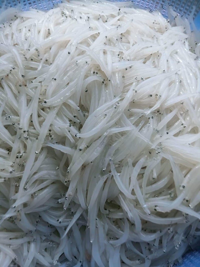 Bạn nên chọn những con còn nguyên phần mắt và thân trắng trong.