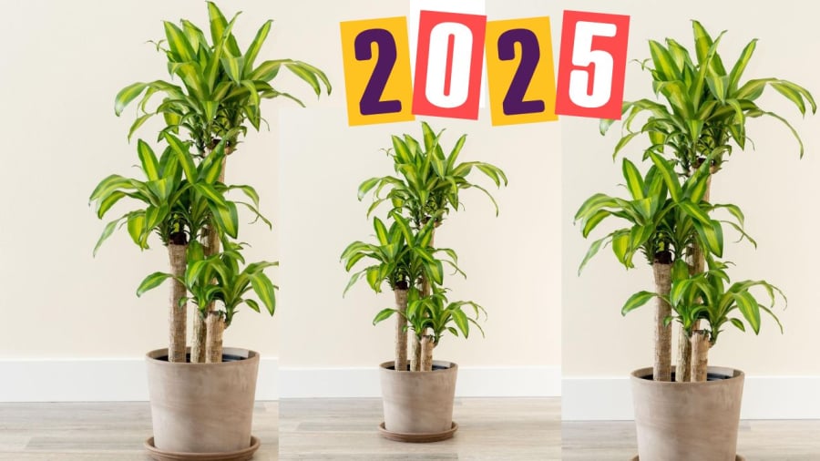 Năm 2025 nên trồng cây cảnh thiết mộc lan