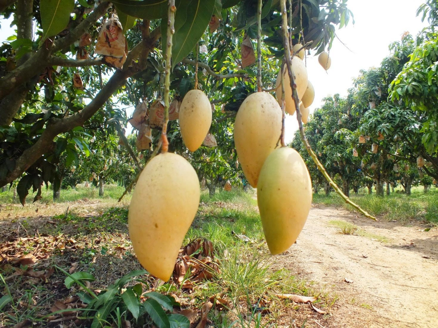 5 loại quả Việt không có thuốc trừ sâu, ngon và sạch nhất chợ, đừng tiếc tiền mua  