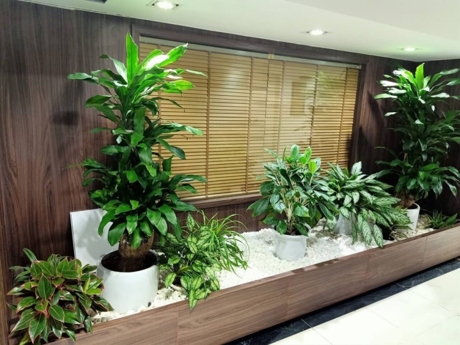 5 loại cây 'nuốt' bụi mịn, lọc không khí, hút tài lộc vào nhà, gia chủ ăn nên làm ra