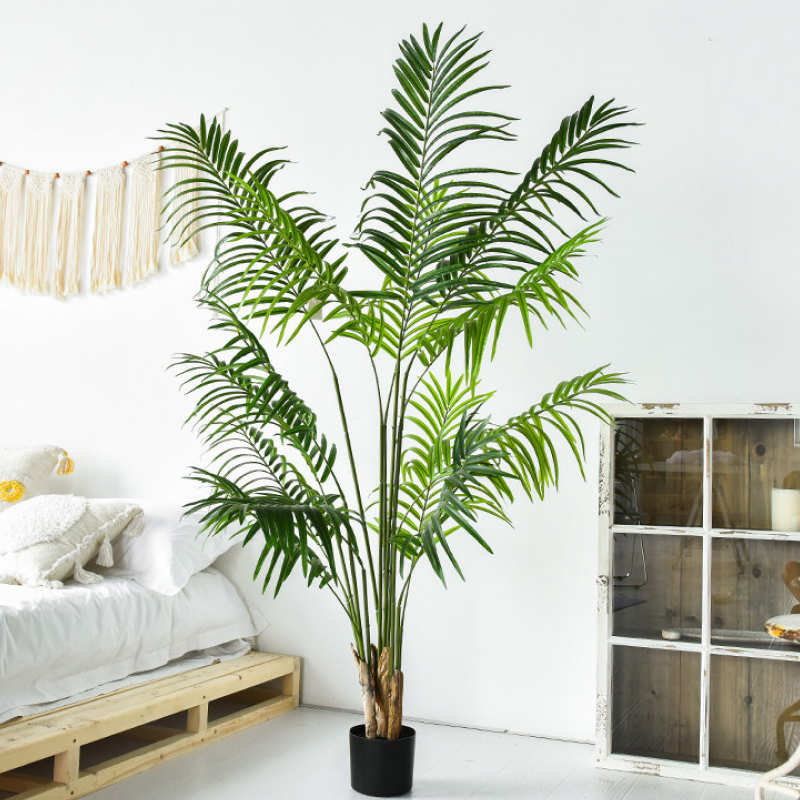Trên thị trường bonsai hiện nay, cây cau cảnh được đánh giá là một lựa chọn khá hợp lý với mức giá chỉ dao động từ vài triệu đồng cho những cây đẹp