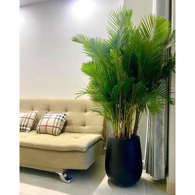 Cây cau cảnh không chỉ là một loại cây trang trí mà còn mang lại ý nghĩa phong thuỷ đặc biệt