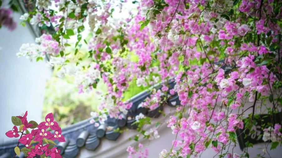 Hoa giây sợ bị úng nước và thiếu nắng