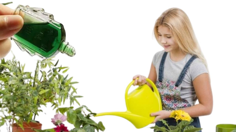 Lọ dầu gió giúp đuổi ruồi muỗi côn trùng ở chậu cây cảnh