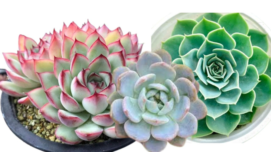 Sen đá mà ra hoa sẽ rất xấu