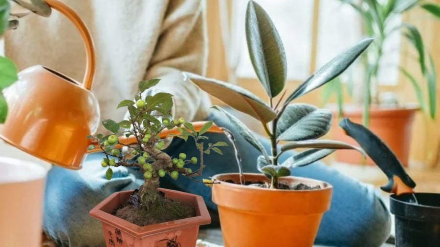Tưới nước cho cây cảnh mùa đông cần chú ý giữ ấm