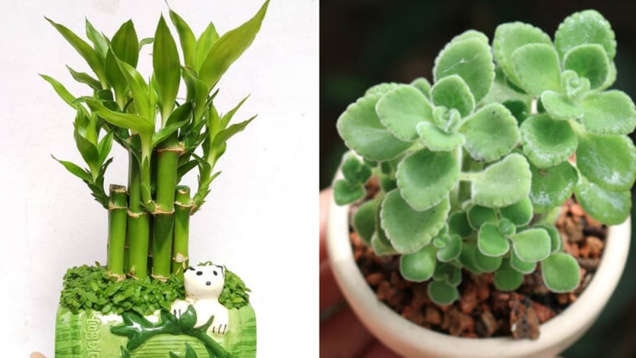Cây trúc phú quý (bên trái) và cây nhất mạt hương đều mang ý nghĩa tốt trong phong thủy, giúp cầu may mắn, bình an cho Shbet111 slot, casino, thể thao, xổ số.